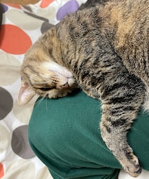 寒いねぇ〜🐈 | おもちゃ