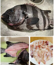 クロダイ | アウトドアグッズ