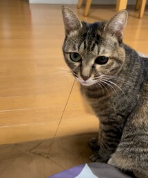 糸を食う雨さん😑 | おもちゃ