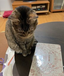 新年のご挨拶🐈 | おもちゃ