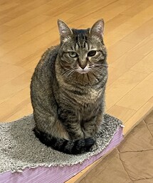 たまには登場🐈 | ペットグッズ