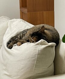 ふて寝の雨さん🐈ww | ペットグッズ