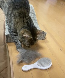 生え変わり時期🐈 | その他ペットグッズ