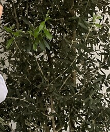 MOUNTAIN RESEARCH | シャツ/ブラウス