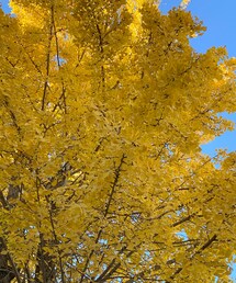 イチョウの木 | ボリューミー👏🏻(その他)