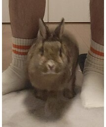 ネザーランドドワーフ | その他