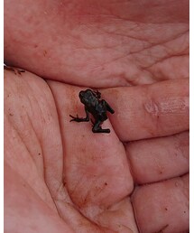 ヒキガエルの子供 | その他