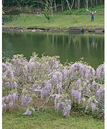 藤の花 | その他