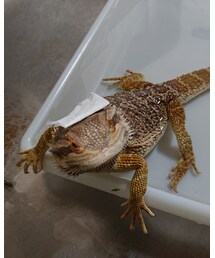 いい湯だな♨ | その他