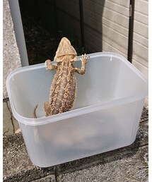 日光浴 | その他