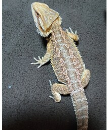 フトアゴヒゲトカゲ | その他