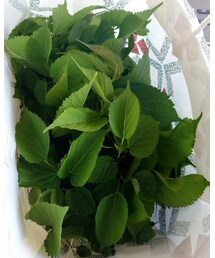 桑の葉 | その他