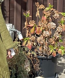 tarosu | ニット/セーター