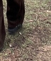 adidas | スニーカー