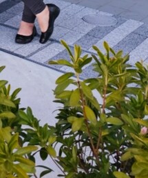 CLOSSHI | パンプス