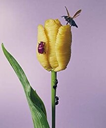 あいみょん | CD