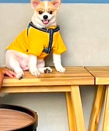 XLARGE | Tシャツ/カットソー