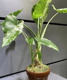 クワズイモ | 採寸ボディースーツ