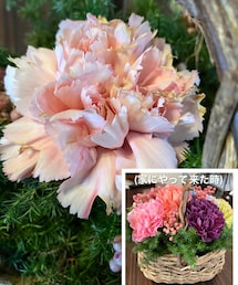 💐カネ子 | カーネーション、最後まで残ってた1輪🥲「カネ子」と名付けて、お水やってたんですが(カネ子…頑張れ！とか声かけてw)ついにこの後、カネ子お亡くなりになりました߹ㅅ߹ (その他)