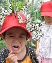 📷面白写真w | 子どもが泣くほど、とまる蝶々😂後ろの子もけっこうとまられてるけど、その比じゃないぐらい、とまられて泣く子ども😂😂(その他)
