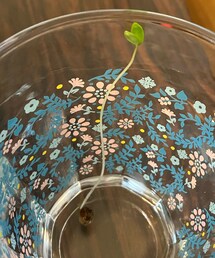 🌱6/9 | でもカネ子の横から、謎の芽🌱が出てて、何となく捨てれずお水に漬けてたら、(その他)