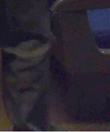 Reebok | スニーカー