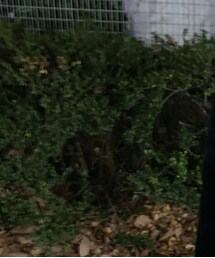 used | ジャケット/アウター