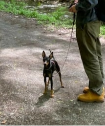 UNIQLO | チノパンツ