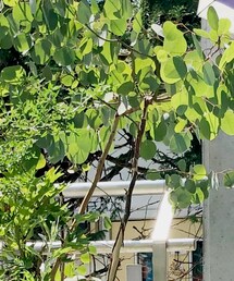 Eimee Law | Tシャツ/カットソー