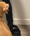 JUICY COUTURE(ジューシークチュール)の「シューズ(サンダル)」