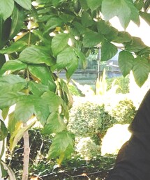 Factorie | ノーカラージャケット