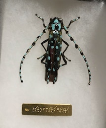 ishida  makoto | バレッタ/ヘアクリップ