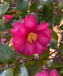 山茶花 | その他