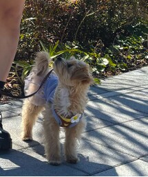 ダイソー | ワンピース