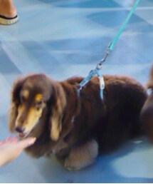 dog | その他