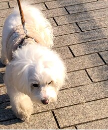 わんこ | その他