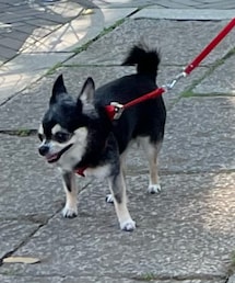 愛犬ルリ | その他