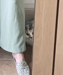 ねこ | その他