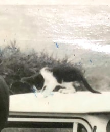 ねこ | ペットグッズ