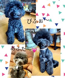 あくびさんビフォーアフター😊❤️ | ペットグッズ