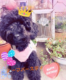 あくびさんハーフバースディ💕 | ペットグッズ