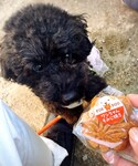 うさこのスウィーツ同盟会❤️大好きなお姉さまから頂いたワンちゃん用もみまん❤️の「ペットグッズ(ペットグッズ)」