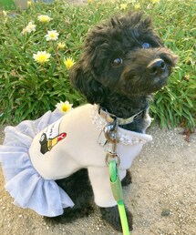 あくびさんもよろしくね🥹🩷 | ペットグッズ