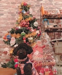 今年のクリスマスはキュートなクラシカルクリスマス❤️の「音楽/本・雑誌(音楽/本・雑誌)」