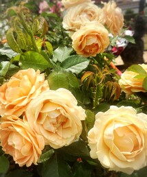 薔薇❤️ | 音楽/本・雑誌