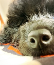 犬系ゴリラ🦍あくびさん🤣 | ペットグッズ