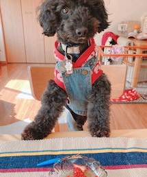 あくびさんもいちごちゃん大好き😊 | ペットグッズ