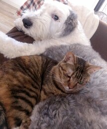 可愛い可愛いきなちゃんありがとう🥹❤️大好きだった力ちゃんに会えたかな🥹✨幸せな16年をありがとう🥹💕 | ペットグッズ