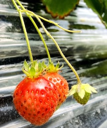 いちごちゃん❤️ | 音楽/本・雑誌