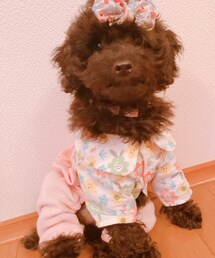 おニュー服なあくびさん💕 | ペットグッズ